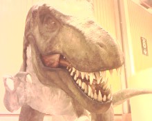 20071006181319-img-0233.jpg